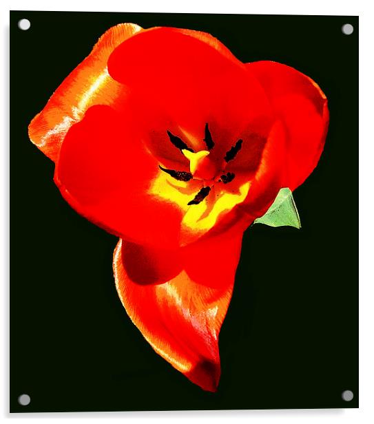 Fiery Tulip   Acrylic by james balzano, jr.