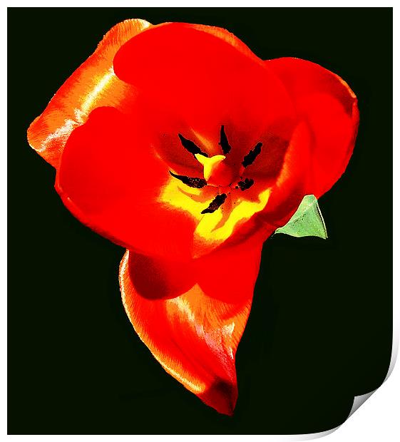 Fiery Tulip   Print by james balzano, jr.