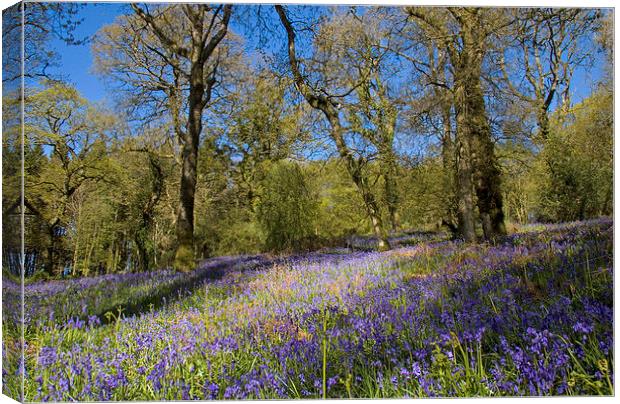 Batcombe Bluebells, Dorset, UK  Canvas Print by Colin Tracy