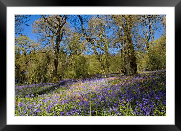 Batcombe Bluebells, Dorset, UK  Framed Mounted Print by Colin Tracy