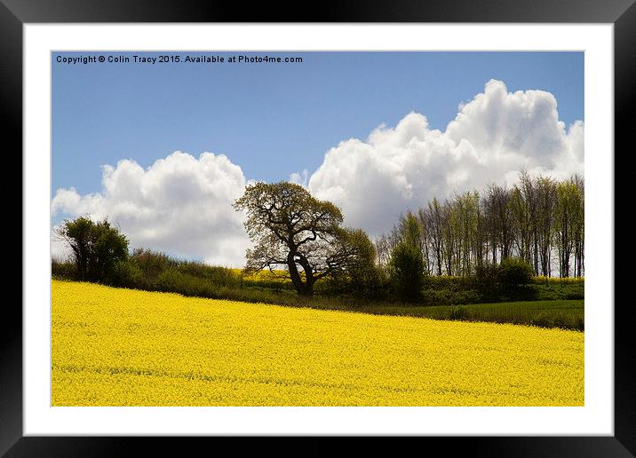  Rape Fields on a Sunny Day Framed Mounted Print by Colin Tracy