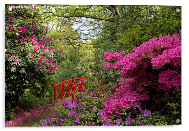 Azaleas at Abbotsbury Gardens, Dorset  Acrylic by Colin Tracy