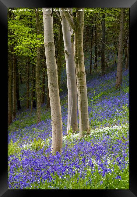  Young Beech trees among Bluebells Framed Print by Colin Tracy