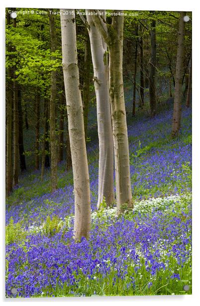  Young Beech trees among Bluebells Acrylic by Colin Tracy