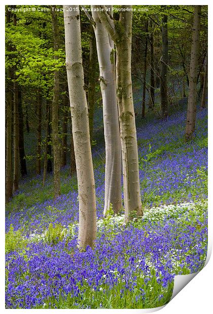  Young Beech trees among Bluebells Print by Colin Tracy