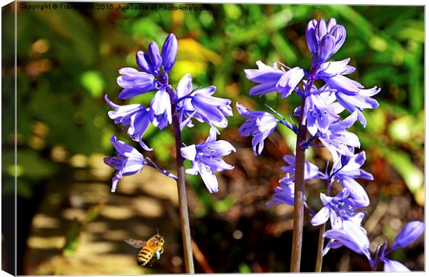  Blubells and a visitor Canvas Print by Frank Irwin