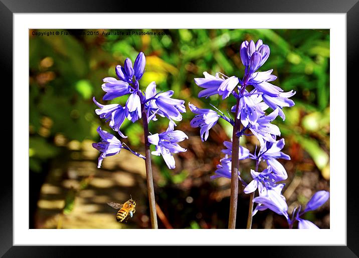  Blubells and a visitor Framed Mounted Print by Frank Irwin