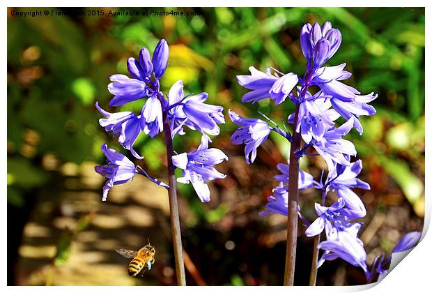  Blubells and a visitor Print by Frank Irwin