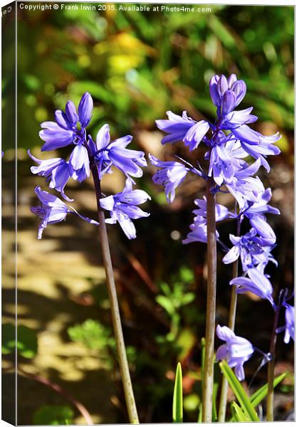 Colourful Blubells Canvas Print by Frank Irwin