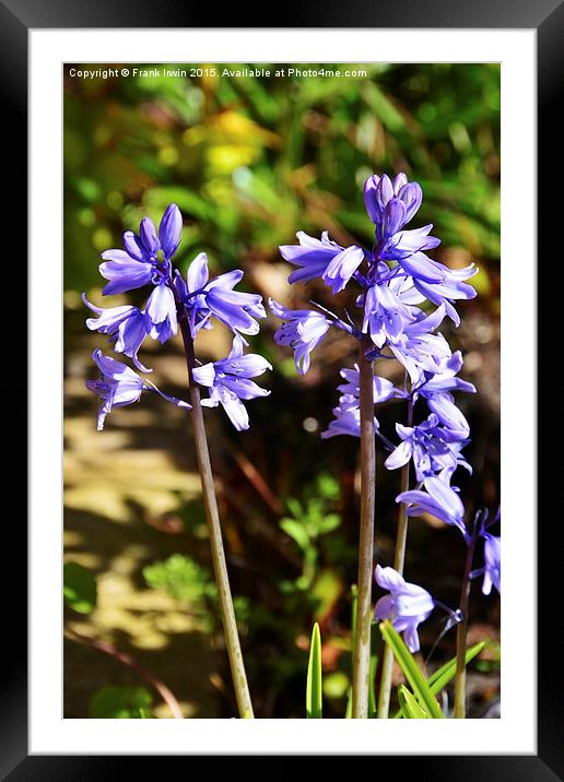 Colourful Blubells Framed Mounted Print by Frank Irwin