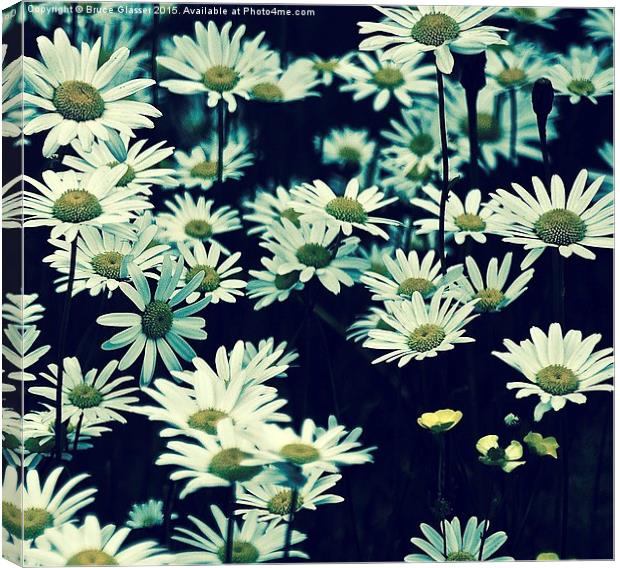 SPRING DAISES Canvas Print by Bruce Glasser