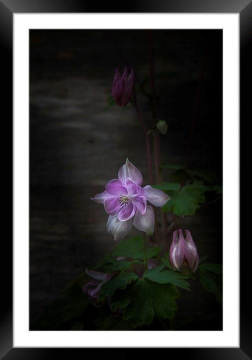  Aquiegia Framed Mounted Print by paul holt