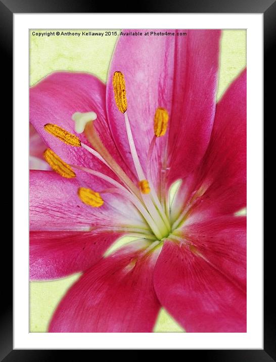  PINK LILY Framed Mounted Print by Anthony Kellaway
