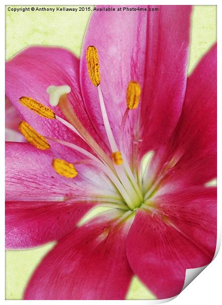  PINK LILY Print by Anthony Kellaway