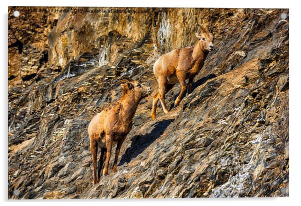  Mountain Goats Acrylic by Gilbert Hurree