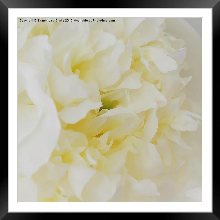  Cream Peony Framed Mounted Print by Sharon Lisa Clarke