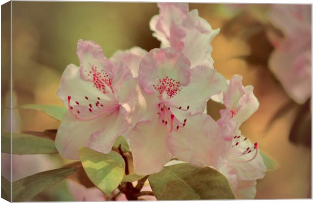  Pink Rhododendron Canvas Print by Sharon Lisa Clarke