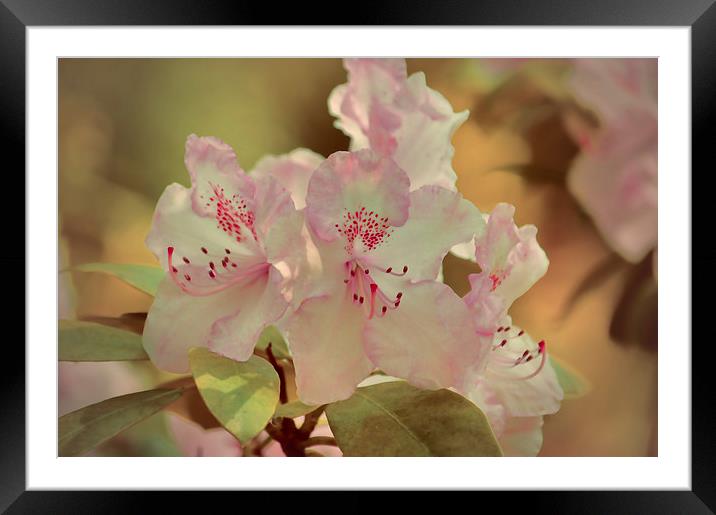  Pink Rhododendron Framed Mounted Print by Sharon Lisa Clarke