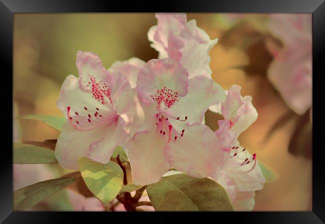  Pink Rhododendron Framed Print by Sharon Lisa Clarke