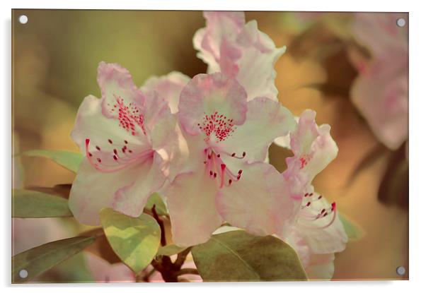  Pink Rhododendron Acrylic by Sharon Lisa Clarke