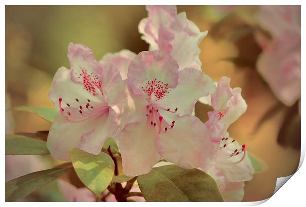  Pink Rhododendron Print by Sharon Lisa Clarke