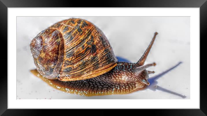  little snail  Framed Mounted Print by sue davies