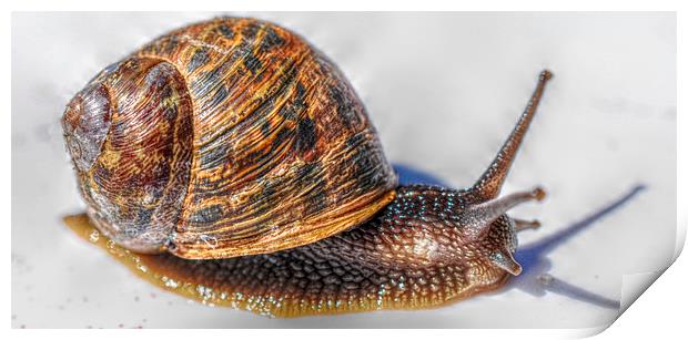  little snail  Print by sue davies
