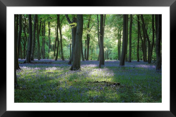  Spring Bluebell Woods Framed Mounted Print by Ceri Jones