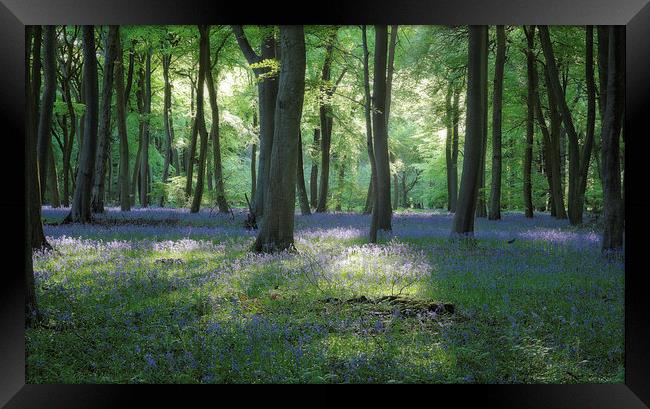  Spring Bluebell Woods Framed Print by Ceri Jones
