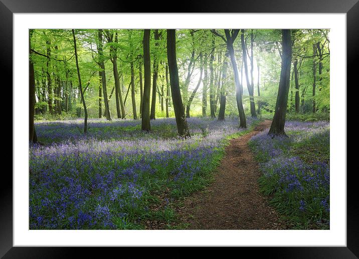  Woodland Path Framed Mounted Print by Ceri Jones