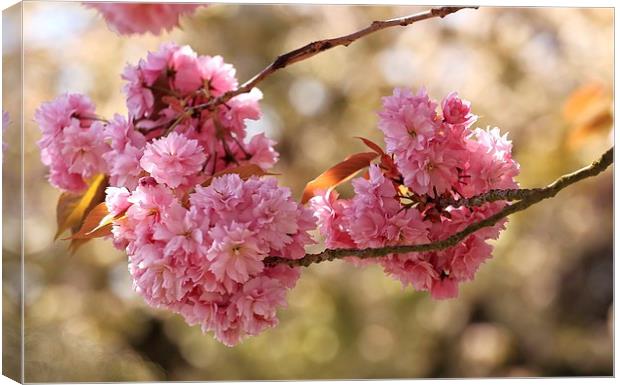 Cherry Blossom Canvas Print by Ceri Jones