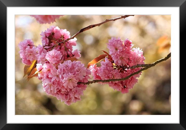  Cherry Blossom Framed Mounted Print by Ceri Jones