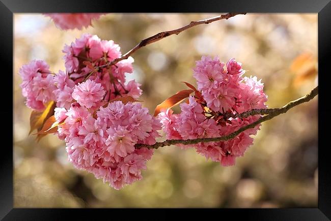  Cherry Blossom Framed Print by Ceri Jones
