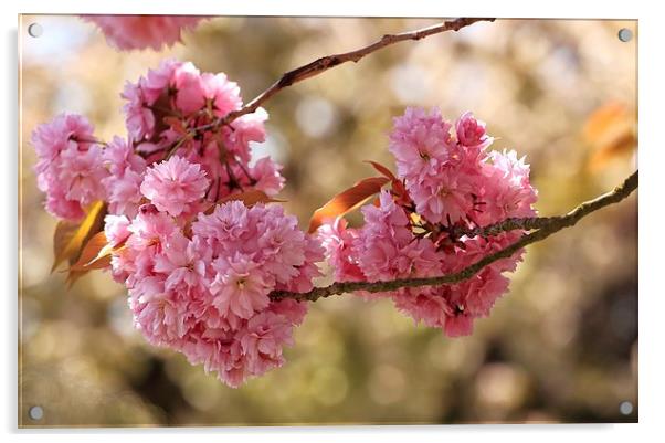  Cherry Blossom Acrylic by Ceri Jones