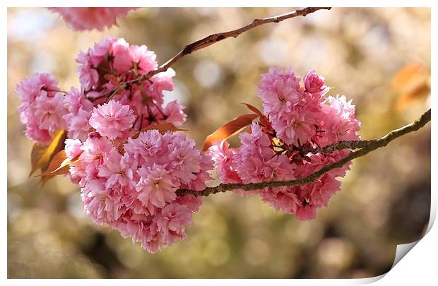  Cherry Blossom Print by Ceri Jones