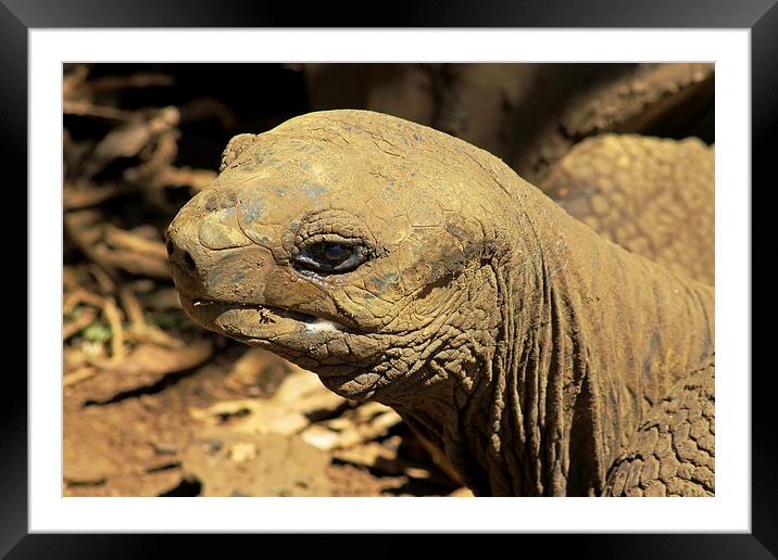  Seychelles Tortoise Framed Mounted Print by Tony Murtagh