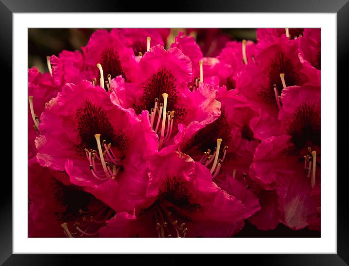Cerise rhododendron Framed Mounted Print by Tanya Hall