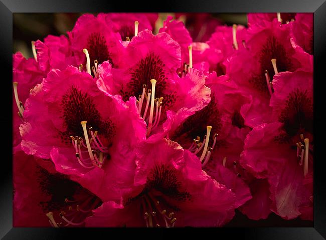 Cerise rhododendron Framed Print by Tanya Hall