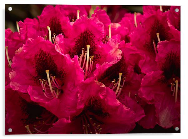 Cerise rhododendron Acrylic by Tanya Hall