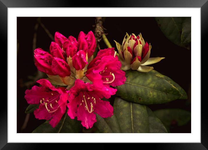 Cerise rhododendron photograph, fresh vibrant Rhod Framed Mounted Print by Tanya Hall