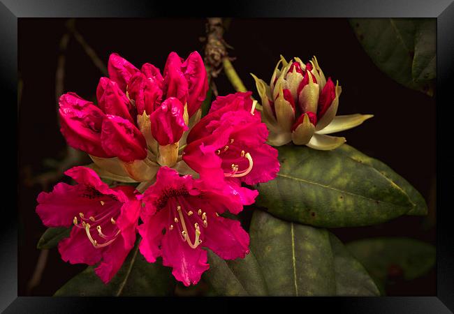 Cerise rhododendron photograph, fresh vibrant Rhod Framed Print by Tanya Hall