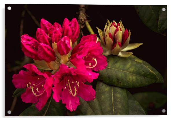 Cerise rhododendron photograph, fresh vibrant Rhod Acrylic by Tanya Hall