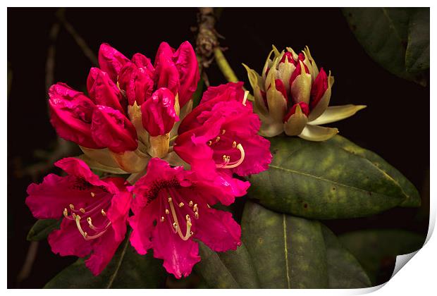 Cerise rhododendron photograph, fresh vibrant Rhod Print by Tanya Hall