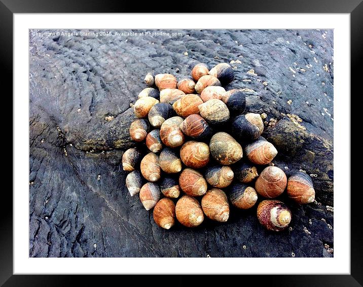  Snails clinging to the rocks on Borth Beach Framed Mounted Print by Angela Starling