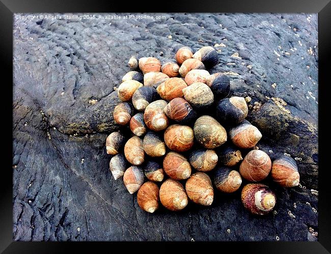  Snails clinging to the rocks on Borth Beach Framed Print by Angela Starling