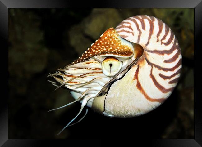  Nautilus Framed Print by Svetlana Sewell