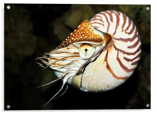  Nautilus Acrylic by Svetlana Sewell