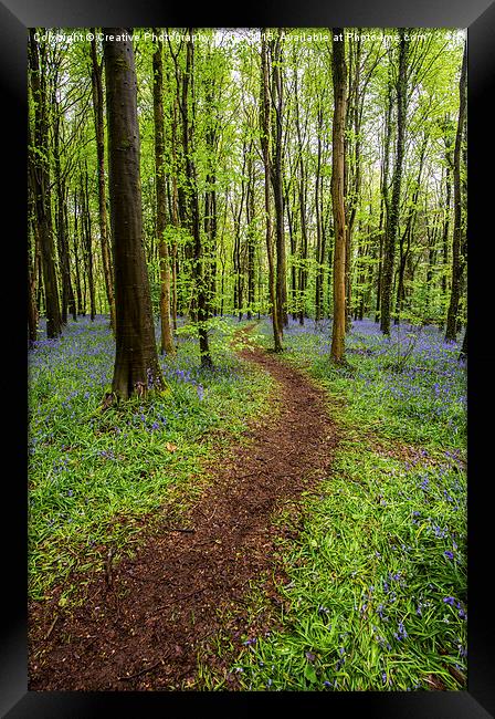 Path through the bluebell wood Framed Print by Creative Photography Wales