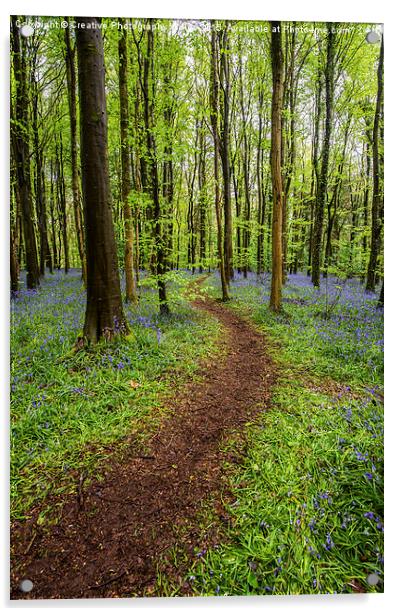 Path through the bluebell wood Acrylic by Creative Photography Wales