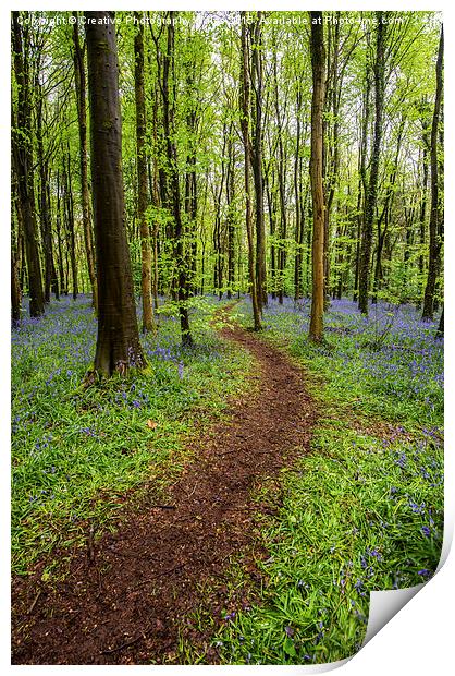 Path through the bluebell wood Print by Creative Photography Wales
